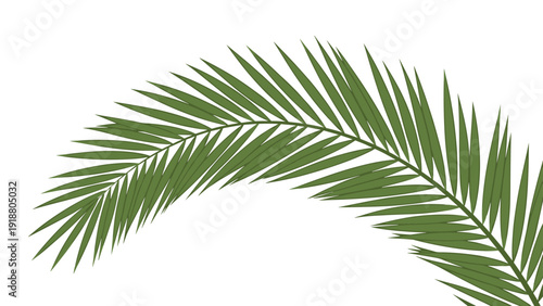 Single green, curved palm leaf frond isolated on a clean white background, representing tropical vacations, summer, and nature.