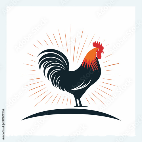 rooster isolated on white background