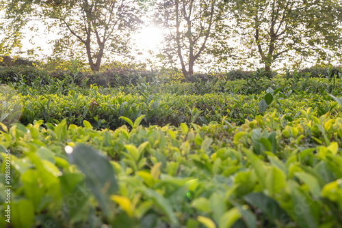 A field of green tea camellia sinensis plants with a bright sun shining on them in Sao Miguel, Azores