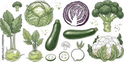 Fresh green vegetables hand drawn vector set with cabbage broccoli zucchini cauliflower kohlrabi and leafy ingredients for healthy food design.