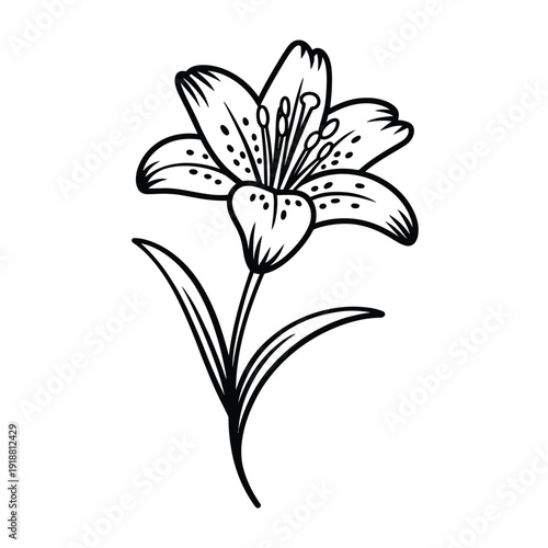 A delicate black and white illustration of a single lily flower in bloom