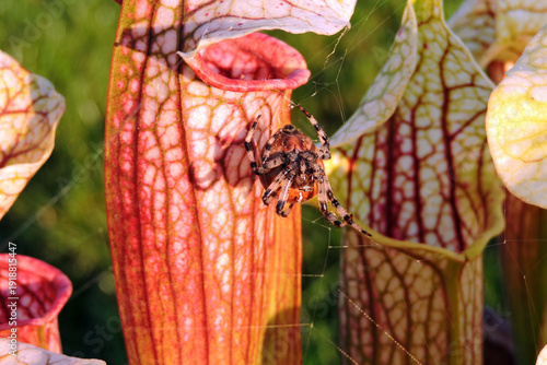 Wallpaper Mural Ventral view of a four-spot orb-weaver spinning a web on a Sarracenia plant Torontodigital.ca