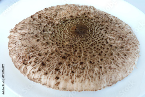 Wallpaper Mural Parasol mushroom cap on a white plate, isometric view Torontodigital.ca