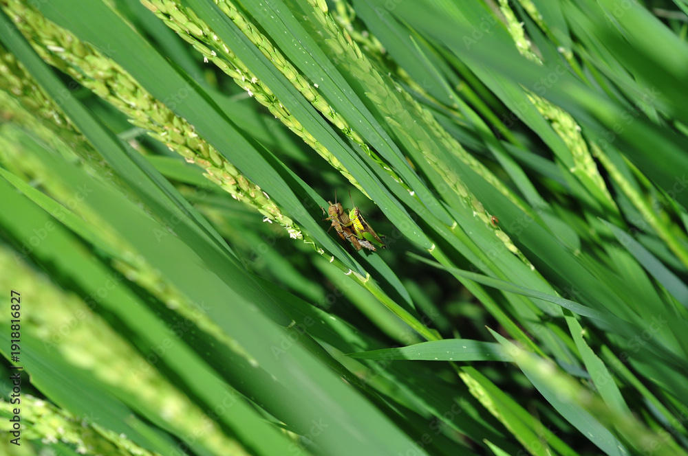 Fototapeta premium Grasshoppers on a paddy stalk
