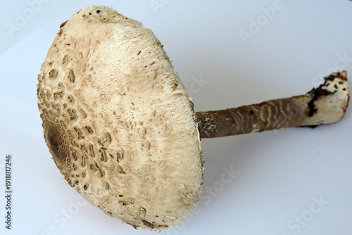 Wallpaper Mural Parasol mushroom on a white background Torontodigital.ca