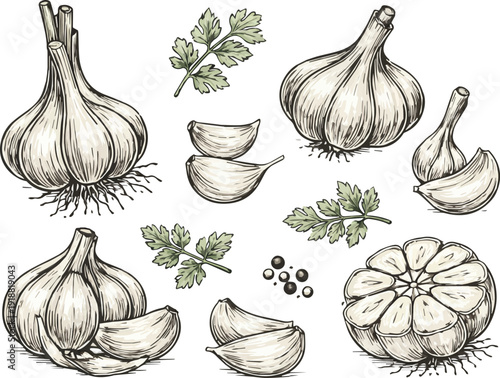 set of handrawing garlic