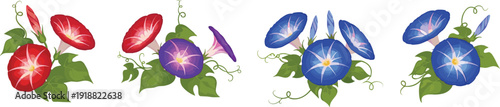 Morning glory flower collection with colorful blooming vines leaves and botanical decorative vector illustration isolated design set