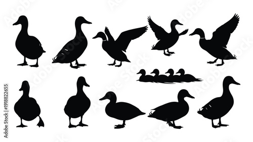 A collection of ducks in various poses and positions, showcasing their unique shapes and forms. isolated on white background, Vector