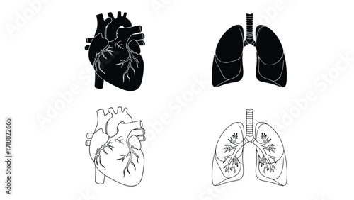 Human heart and lungs anatomy vector illustration set - Line and glyph icon set - Stickers and Clipart - PNG and SVG Icon collection - Lineal icons - Editable icon