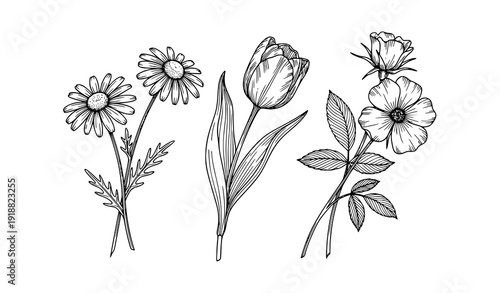 Wildflower Line Art Collection Vector – Daisy Tulip Rose Botanical Outline Set