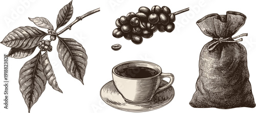 Coffee beans, coffee tree leaves and a cup of hot drink with a coffee bag, a vector set on a white background, black and white hand-drawn vintage retro style illustration.
