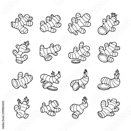 Ginger Root Collection Various Poses Outline Style