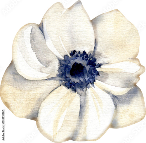Canvastavla Delicate watercolor illustration of a white anemone flower with a dark indigo center