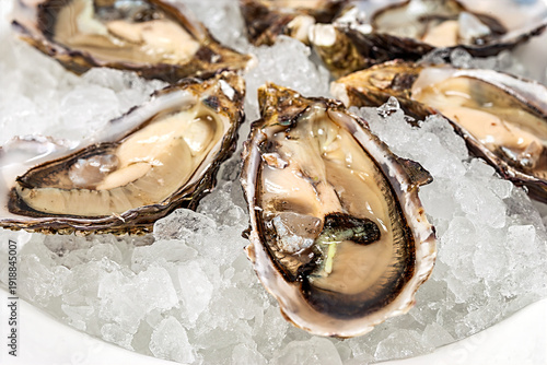 Wallpaper Mural Fresh oysters are placed on a bed of ice. The setting is a seafood restaurant where people enjoy meals. The oysters appear ready to be served to diners. Torontodigital.ca