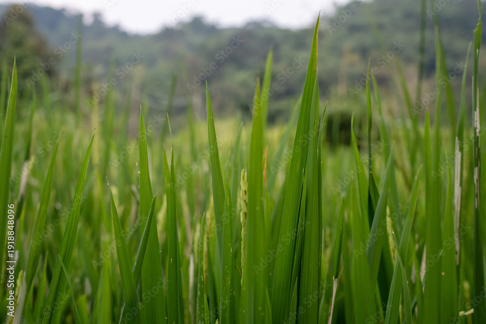 Obraz premium Green leaves of rice plants in a field with blurred background