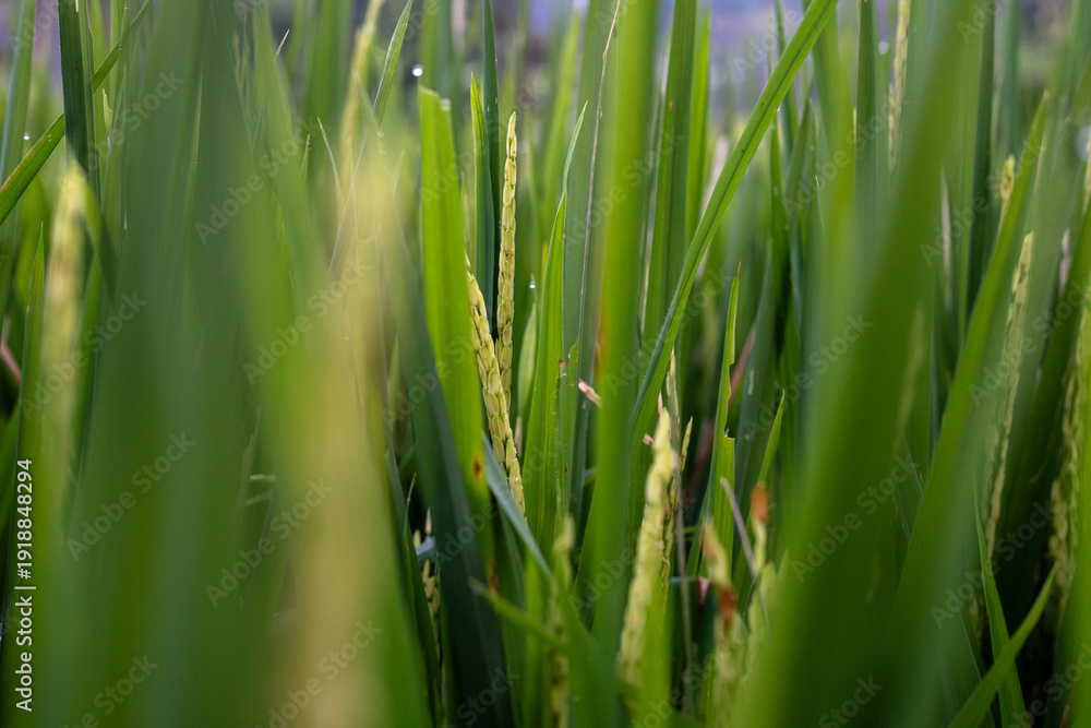 Obraz premium Macro detail of young green rice grains and leaves