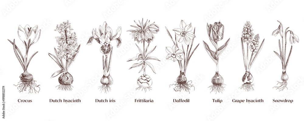 Fototapeta premium Bulb flowers hand drawn vector set