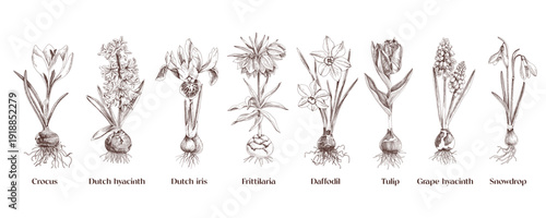 Wallpaper Mural Bulb flowers hand drawn vector set Torontodigital.ca