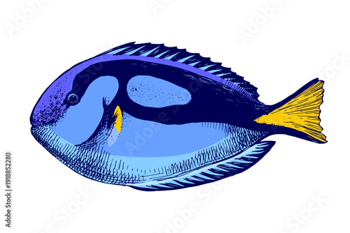Sketched blue tang coral fish vector