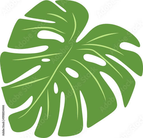 Illustration of Monstera Deliciosa Leaf