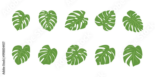 Illustration of Monstera Deliciosa Leaf