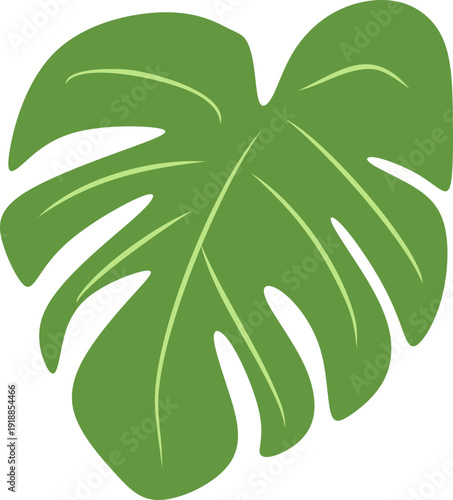 Illustration of Monstera Deliciosa Leaf
