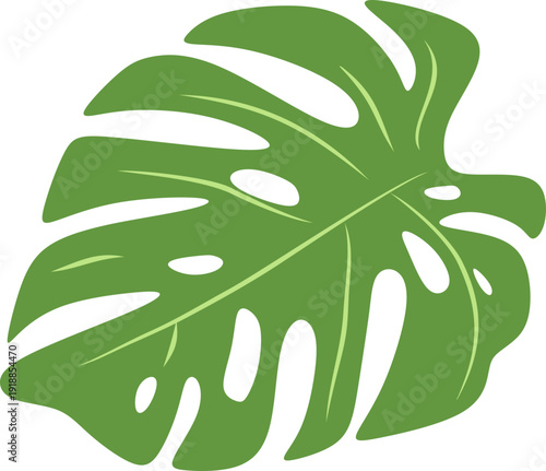Illustration of Monstera Deliciosa Leaf