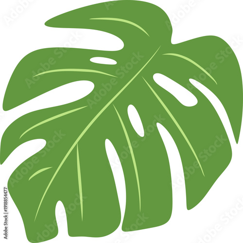 Illustration of Monstera Deliciosa Leaf