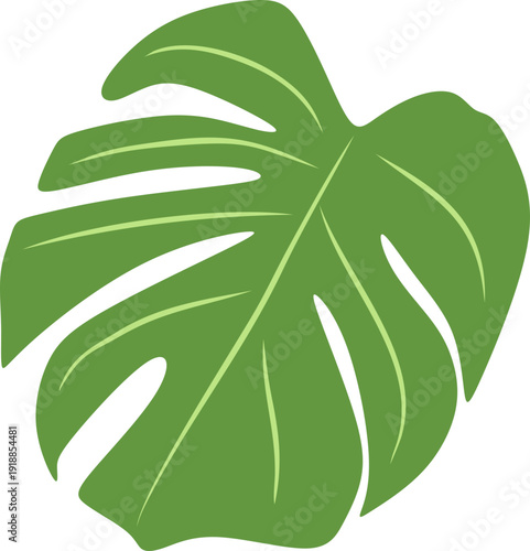Illustration of Monstera Deliciosa Leaf
