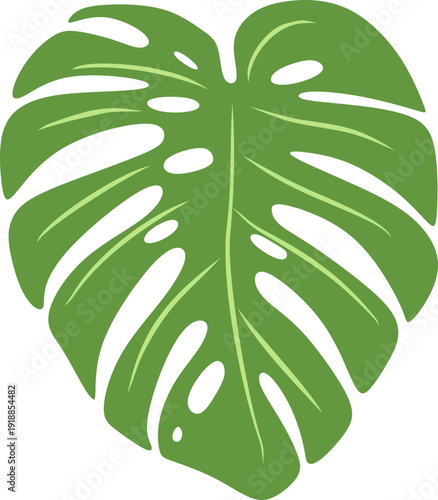 Illustration of Monstera Deliciosa Leaf