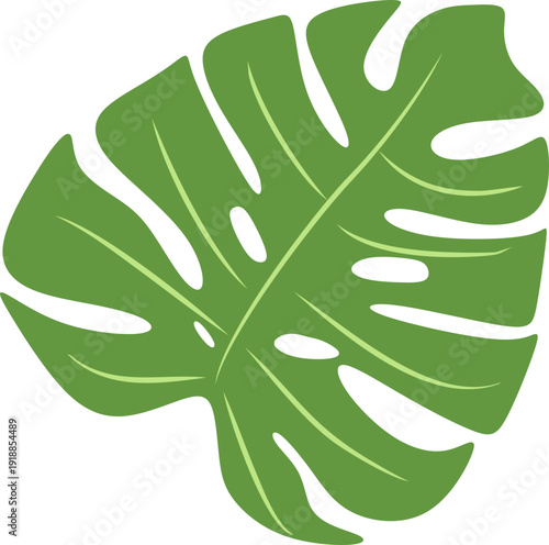 Illustration of Monstera Deliciosa Leaf