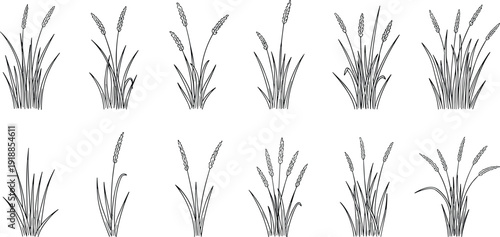 Wheat grass silhouette set, wild meadow plant collection, botanical cereal stems, natural field elements, black line art, flat vector illustration