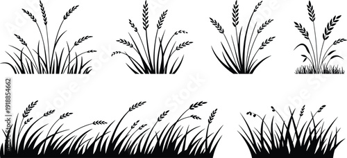 Wheat grass silhouette collection isolated on white background, wild meadow cereal plants bundle for agriculture design, flat vector illustration