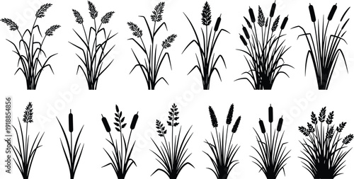 Wild grass and cattail silhouette collection, meadow reed plants isolated on white background, natural botanical clipart set, flat vector illustration