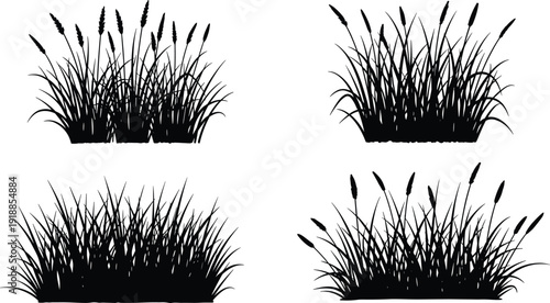 Wild grass and cattail reeds silhouettes collection, marsh plant foliage set isolated on white background, flat vector illustration