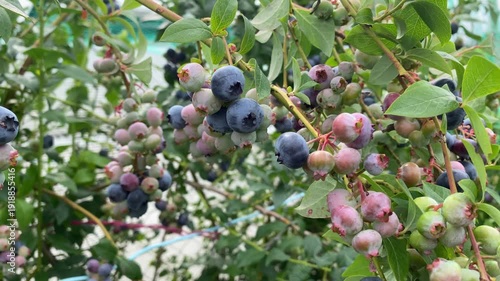 Close-up of clusters of ripe and unripe blueberries on garden bush.  Homegrown organic blueberries ready for harvest. Food, health, farming