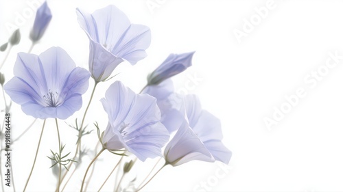 Bellflower Blooms in Soft Blue and Purple Elegance Against a Clean White Background