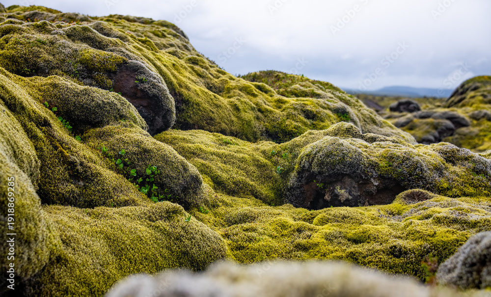 Obraz premium Typical scenery in the highlands of Iceland with green and yellow moss covering volcanic lava rock in an endless wild, lonely and remote pristine landscape. Barren vegetation on recently formed ground
