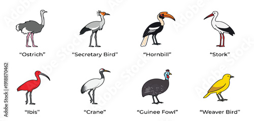 African Savannah Bird Vector Set Minimalist Icons of Ostrich, Hornbill, and Stork