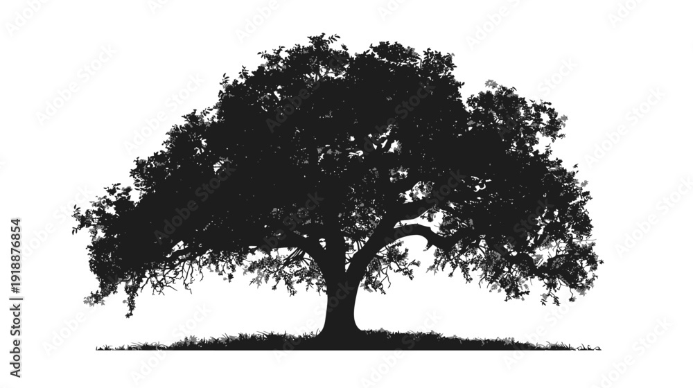 Fototapeta premium Silhouette of a large oak tree against a white background for design