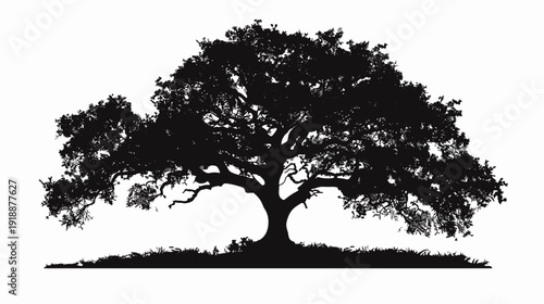 Silhouette of a majestic oak tree with spreading branches against white