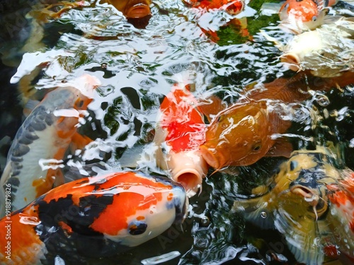 Wallpaper Mural koi fishpond Torontodigital.ca