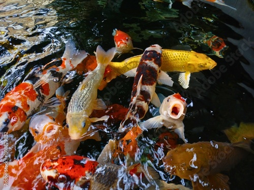 Wallpaper Mural koi fishpond Torontodigital.ca