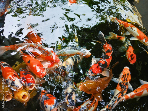 Wallpaper Mural koi fishpond Torontodigital.ca