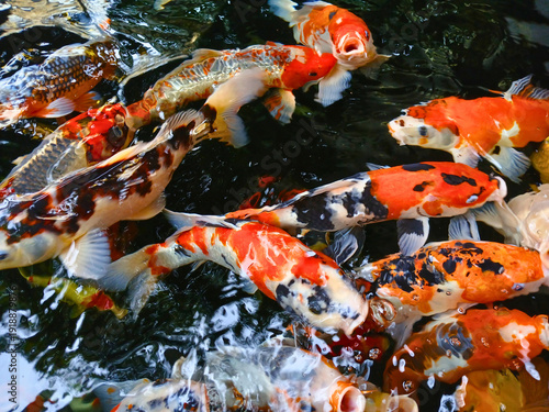 Wallpaper Mural koi fishpond Torontodigital.ca