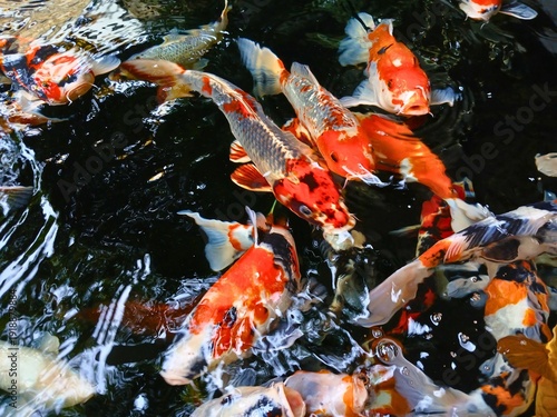 Wallpaper Mural koi fishpond Torontodigital.ca