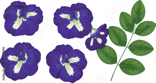 Blue Pea Flower or Butterfly Pea Blossoms with Green Leaves for Herbal Tea and Natural Dye