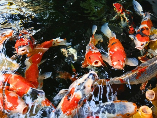 Wallpaper Mural koi fishpond Torontodigital.ca
