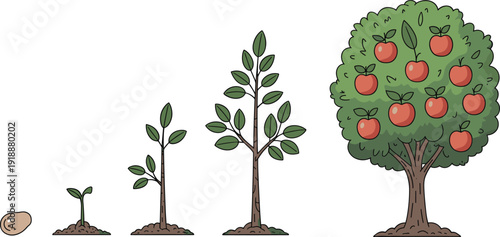 Apple tree growth stages illustration showing seed, sprout, young plant and mature fruit tree with apples, gardening agriculture lifecycle concept, vector infographic isolated.