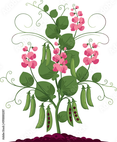 Pea Plant Illustration with Green Leaves Pink Flowers and Fresh Seed Pods